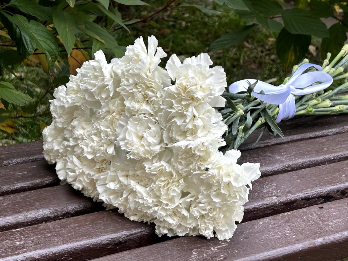 Букет из 25 белых гвоздик